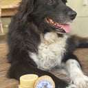Grass-Fed Tallow Dog Shampoo Bar — Unscented | Natural Soap for Sensitive Dogs